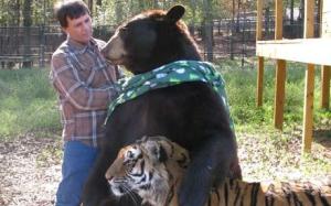 oso y tigre en el santuario