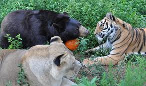 león oso y tigre